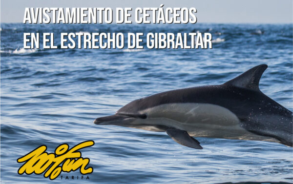 Excursiones de avistamiento de cetáceos y delfines en Tarifa